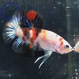 Kampffisch Plakat Koi Betta Splendens 04 AquaPro2000