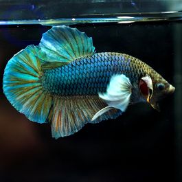 Kampffisch Plakat Dumbo Blue White Betta Splendens 09 AquaPro2000