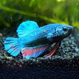 Kampffisch Plakat Blue Red Fin Betta Splendens 18 AquaPro2000