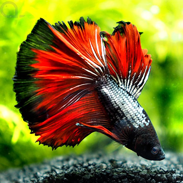 Kampffisch Halfmoon Black Rim Betta Splendens 18 AquaPro2000