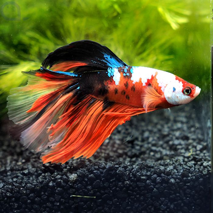 Kampffisch Halfmoon Nemo Betta Splendens Aquapro