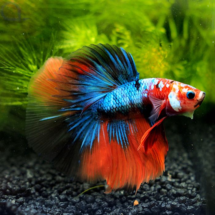 Kampffisch Halfmoon Nemo Blue Betta Splendens 52 AquaPro2000