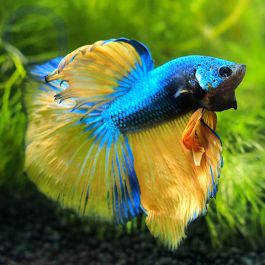 Kampffisch Halfmoon Mustard Betta Splendens Aquapro