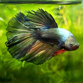 Kampffisch Halfmoon Copper Betta Splendens Aquapro