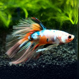 Kampffisch Halfmoon Light Nemo Betta Splendens Aquapro