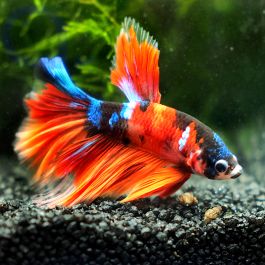 Kampffisch Halfmoon Koi Betta Splendens Aquapro