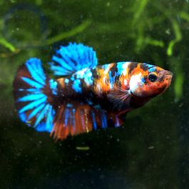 Kampffisch Plakat Koi Nemo Betta Splendens Weibchen Aquapro