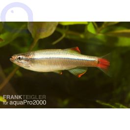 Kardinalfisch - Tanichthys albonubes aquaPro2000