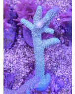 Acropora abrolhosensis - Blau