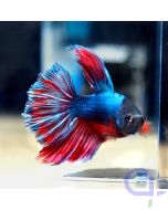 Kampffisch Halfmoon Rot-Blau - Männchen - Betta splendens