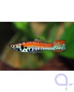 Endler Guppy - Roter Tiger - Poecilia wingei Paar