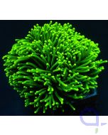 Euphyllia glabrescens "Toxic Green"