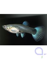 Guppy Weibchen Neon Blau - Poecilia reticulata