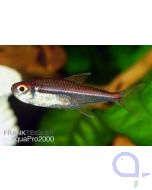 Hyphessobrycon amapaensis - Amapa-Glühlichtsalmler