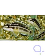 Schwarzweißer Schlankcichlide - Julidochromis transcriptus