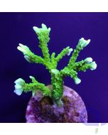 Montipora stellata - Grün