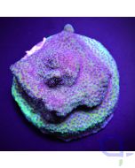 Montipora - Blueberry Pie