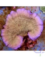 Montipora delicatula - Lila Rand Ableger