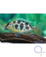 Giraffenbarsch - Pfauenmaulbrüter - Nimbochromis venustus