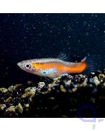 Endler Guppy - Orange Line Halfback - Poecilia wingei - Männchen