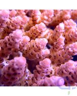 Acropora - Rosa #98