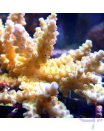 Acropora - Orange #97