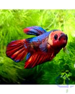 Kampffisch Plakat - Big Nemo - Nemo - Betta splendens