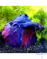 Kampffisch Halfmoon Blau-Lila - Männchen - Betta splendens