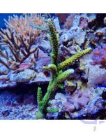 Acropora tumida - Enzmann-Acropora Grün - Ableger