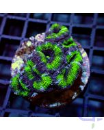 Acanthastrea - Green 