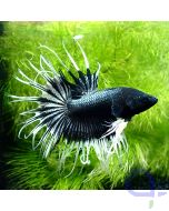 Kampffisch Crowntail - Black and White - Betta splendens