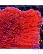 Montipora - Red - Detail