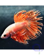 Kampffisch Crowntail Männchen - Betta splendens