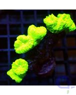 Caulastrea curvata - Neon Ultra - Filter