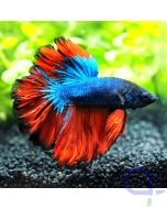 Kampffisch Halfmoon Rot-Blau - Männchen - Betta splendens