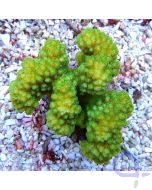 Pocillopora danae - Grün Gelb