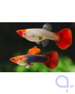 Guppy Red Cap Brazil - Paare