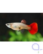 Guppy Weibchen Flamingo Rot - Poecilia reticulata