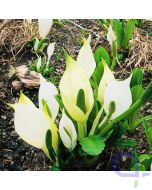 Lysichiton camtschatcensis - Weisser Scheinkalla 