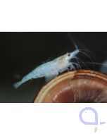 White Pearl Garnele	Neocaridina palmata 