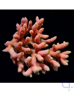 Acropora millepora Rot - Tischkoralle