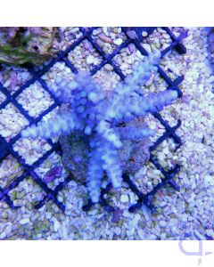 Acropora sp. "HellBlau"