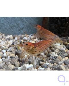 Amanogarnele Rot - Caridina multidentata - Gr. M