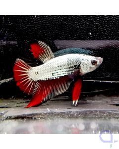 Kampffisch Deluxe "Ant-Man" - Betta splendens