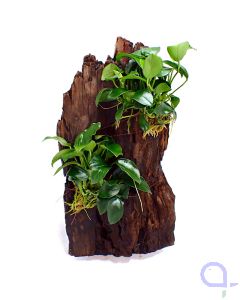 Anubias sp. The Hill - Ansicht