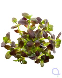 Bacopa salzmannii 'Purple'