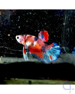 Kampffisch "Bavarian Candy" - Betta splendens