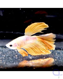 Kampffisch Halfmoon "Solid Yellow" - Betta splendens