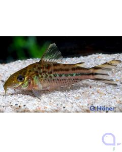 Stromlinien-Panzerwels - Corydoras arcuatus