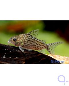 Stromlinien-Panzerwels - Corydoras arcuatus